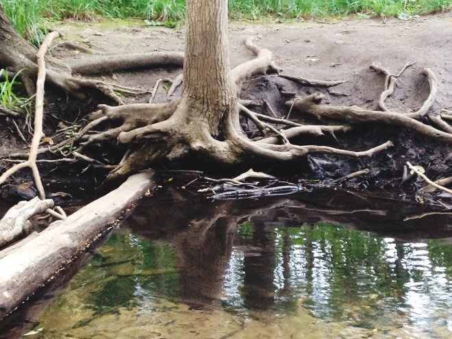 Root Intrusion in Sewer Lines: Prevention and Repair Options